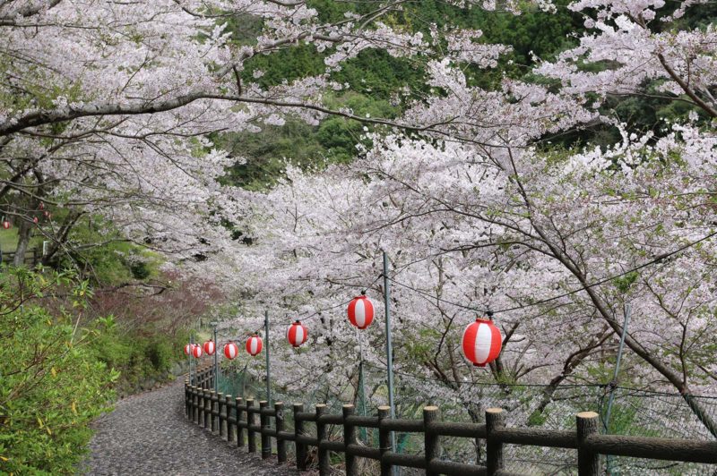 広川ダムの桜