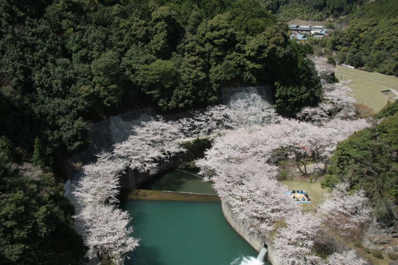 広川ダムの桜